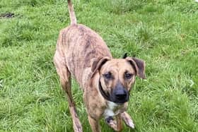 The RSPCA Stubbington Ark said: "Marley is reactive to other dogs, she is responding well to training here at the centre and learning to be calm at a distance from other dogs, we strongly recommend this training is continued in the home." 