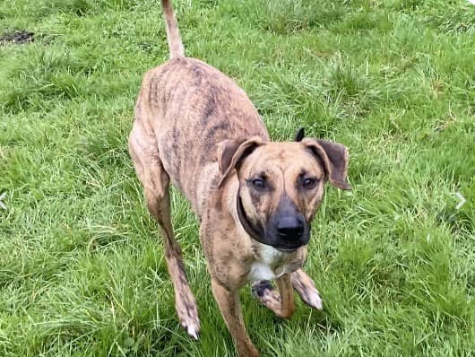 The RSPCA Stubbington Ark said: "Marley is reactive to other dogs, she is responding well to training here at the centre and learning to be calm at a distance from other dogs, we strongly recommend this training is continued in the home." 