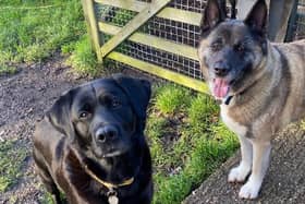 Cara and Maya could live with secondary school aged children who are confident with large dogs. They cannot live with cats but could live with other small animals if they were kept separately.
