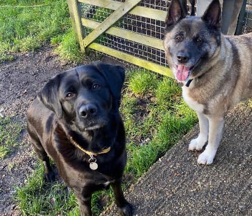 Cara and Maya could live with secondary school aged children who are confident with large dogs. They cannot live with cats but could live with other small animals if they were kept separately.
