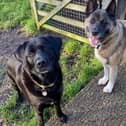 Cara and Maya could live with secondary school aged children who are confident with large dogs. They cannot live with cats but could live with other small animals if they were kept separately.
