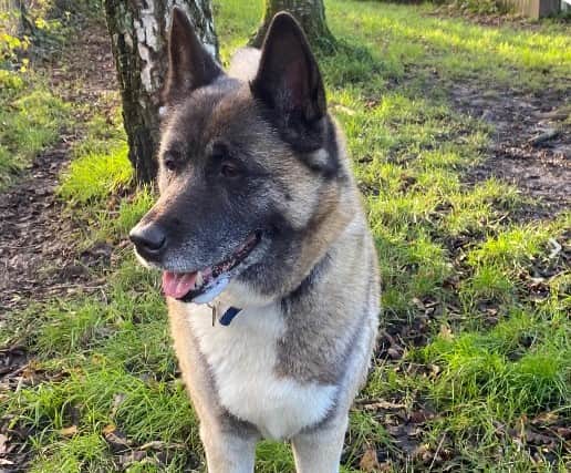 Maya is being rehomed with Cara. She 'walks amazingly on the lead and for a big dog is very calm and easy to manage.'