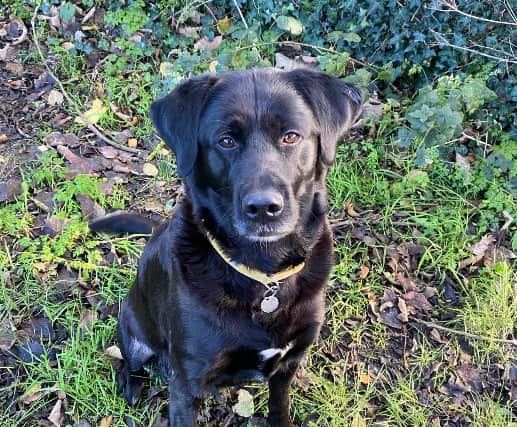 Cara is being rehomed with her mother, Maya. She is very foody which makes her easy to train and she has learnt a lot in the short time she has been with the Stubbington Ark.
