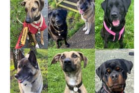The Stubbington Ark is looking for new homes for a range of lovely dogs - can you help? 