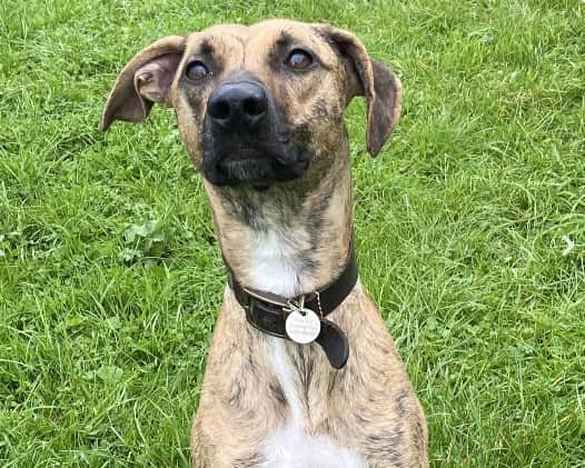 Marley should live with adults only due to her showing signs of resource guarding high value items but would be ok to have secondary school aged supervised visiting children.