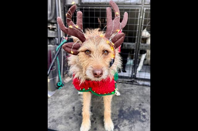 Whirly, a terrier cross, was found tied up near Hilsea shore line in May 2023 and taken to Portsmouth City Council's stray dog kennels before further help from Helping Hounds Hampshire.