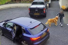 Hilarity ensues as pooch steals turkey crown from car in Armagh, Northern Ireland, leading to a game of chase which ended in woman leaving empty handed as crafty canine refused to give up the bird. 