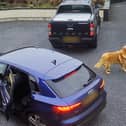 Hilarity ensues as pooch steals turkey crown from car in Armagh, Northern Ireland, leading to a game of chase which ended in woman leaving empty handed as crafty canine refused to give up the bird. 