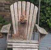 A fox cub needed a helping hand from an RSPCA rescuer after she got her paws stuck between the slats of a wooden garden chair in Surrey. 