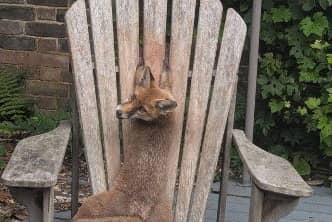 A fox cub needed a helping hand from an RSPCA rescuer after she got her paws stuck between the slats of a wooden garden chair in Surrey. 