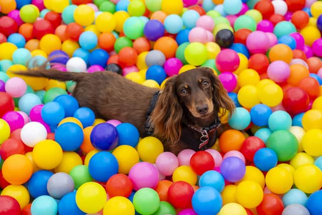 A Dachshund festival is returning to Hampshire this year by popular demand.
