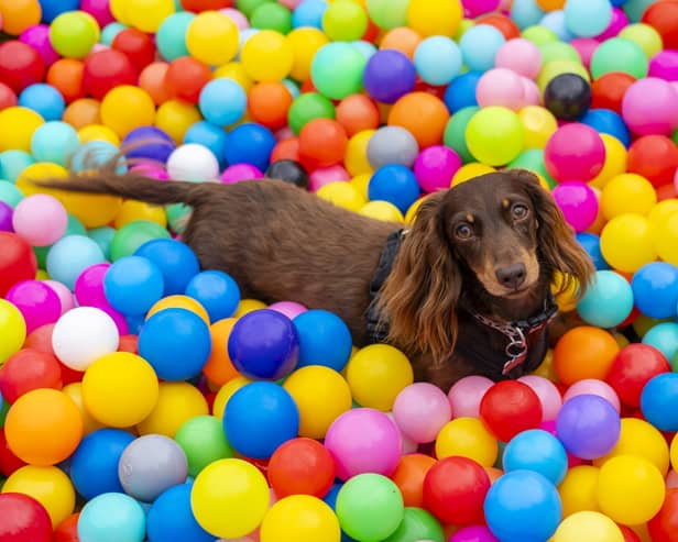 A Dachshund festival is returning to Hampshire this year by popular demand.
