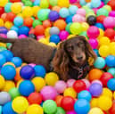 A Dachshund festival is returning to Hampshire this year by popular demand.