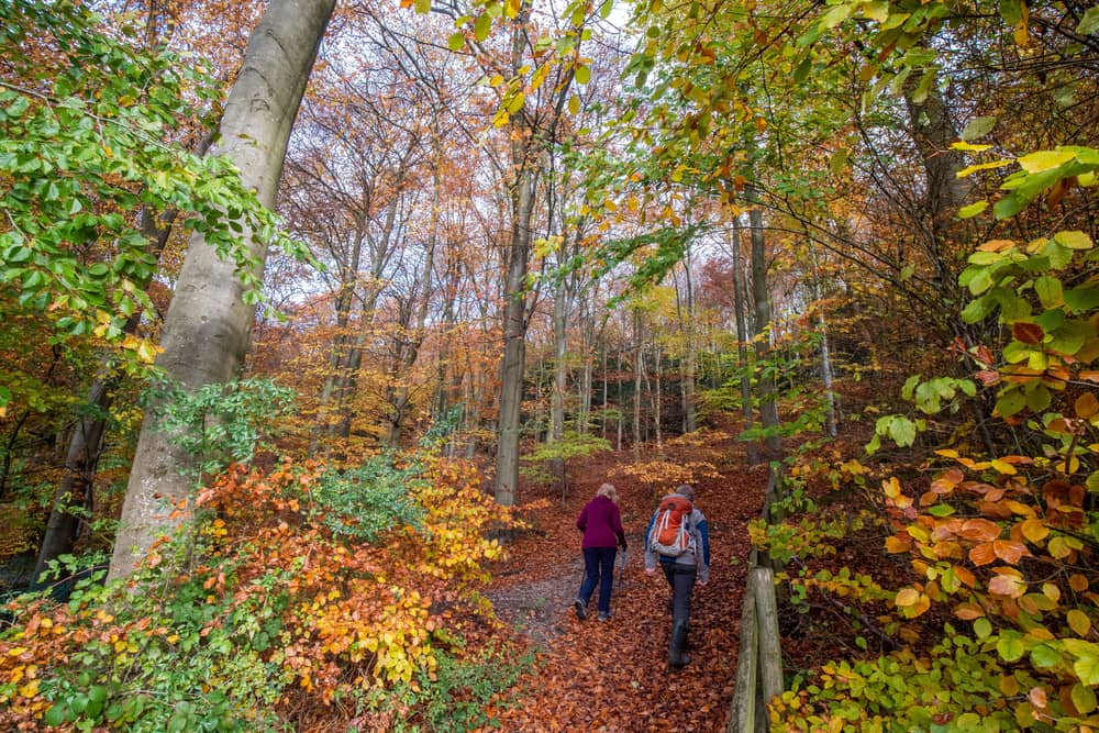 Queen Elizabeth Country Park in South Downs National Park. A major road leads up to the higher parts of the park has been shut.