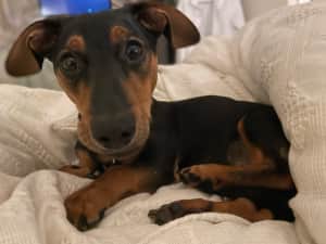 A couple who mistreated their dog while arguing in public have been banned from keeping dogs for five years.