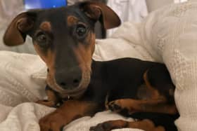 A couple who mistreated their dog while arguing in public have been banned from keeping dogs for five years.
