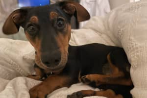 A couple who mistreated their dog while arguing in public have been banned from keeping dogs for five years.
