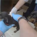 The puppies are lifted from the caravan.