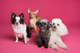 Research suggests that eight out of 10 dogs find it hard to be left on their own. 