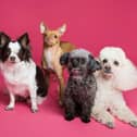 Research suggests that eight out of 10 dogs find it hard to be left on their own. 