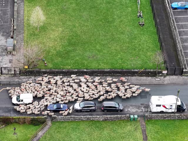 Moment more than 200 sheep run through town.