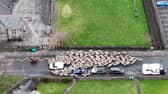 Moment more than 200 sheep run through town.
