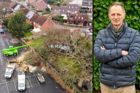 Tree felling in Segensworth
