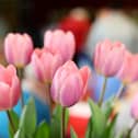 Award-winning tulips from a previous Purbrook Horticultural Society Spring Show.  Picture: Chris Moorhouse        (240319-)