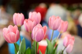 Award-winning tulips from a previous Purbrook Horticultural Society Spring Show.  Picture: Chris Moorhouse        (240319-)