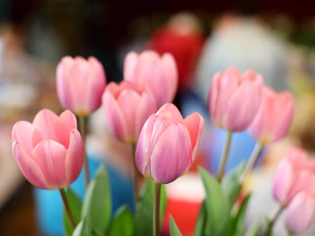 Award-winning tulips from a previous Purbrook Horticultural Society Spring Show.  Picture: Chris Moorhouse        (240319-)