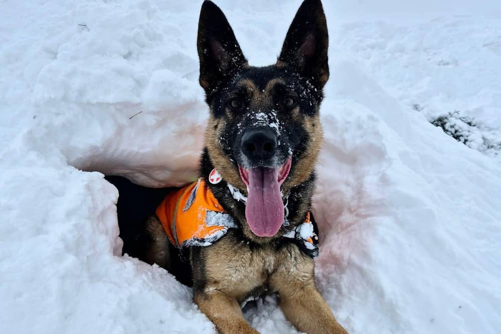 Clever search dog SD Hope 'rescues' handler from a snow hole during a training exercise in the Cairngorms