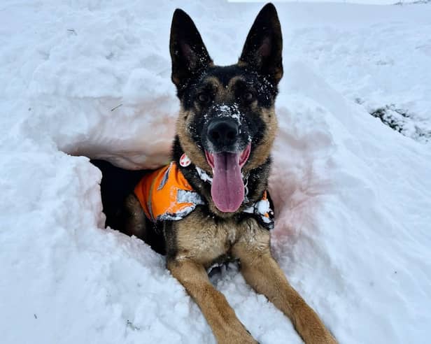 Clever search dog SD Hope 'rescues' handler from a snow hole during a training exercise in the Cairngorms