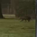 Video grab from footage showing the bizarre moment a dad and daughter spotted what they believed to be a 'kangaroo'- in southeast London. 