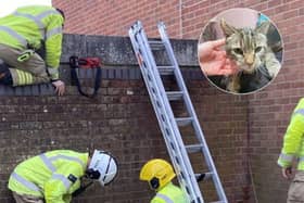 A cat has been rescued after getting trapped in between two walls. 