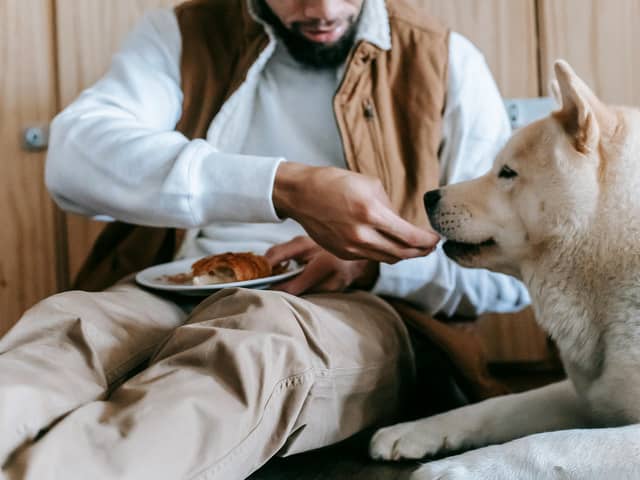 Some ingredients we use for pancakes can be dangerous to dogs.