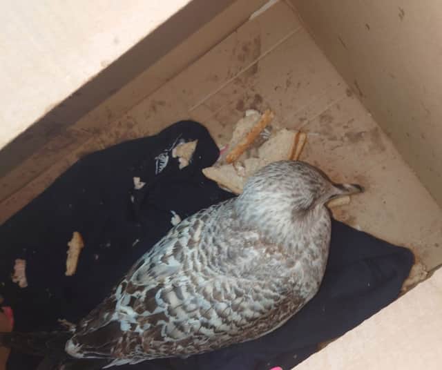 The injured bird