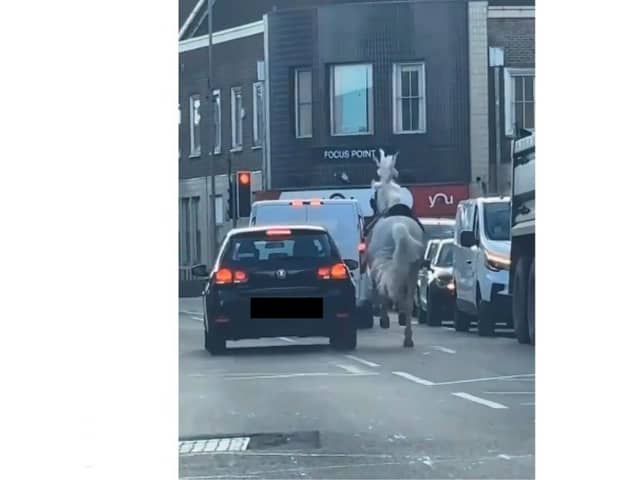 Horrifying footage has shown a frantic horse running in North End traffic before being hit by a car. 