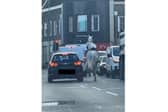 Horrifying footage has shown a frantic horse running in North End traffic before being hit by a car. 