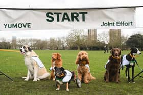 Olympian vet Laura Muir is challenging pet owners to get all dogs out for more exercise.