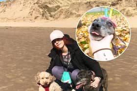 Sasha the Staffy celebrates 22nd birthday