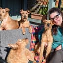 Karen Hobson from Wiltshire, has been showing her Irish terriers for 10 years at Crufts and this year she will be attending with 3 generations of her 4 generations of Irish terriers. BC (L-R) Ailis and Dana and FR (L-R) Roisin and Cillian.March 3 2025.