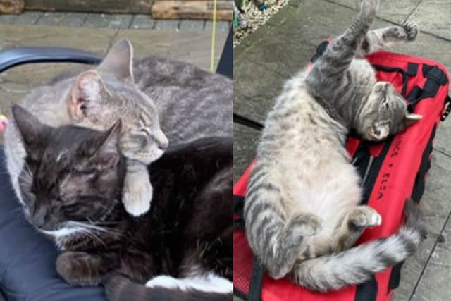 Blu, a smokey-grey coloured tabby, was found in a garden in great distress after all of his legs and his tail had been bound by tape and his ears were sellotaped down onto his fur.