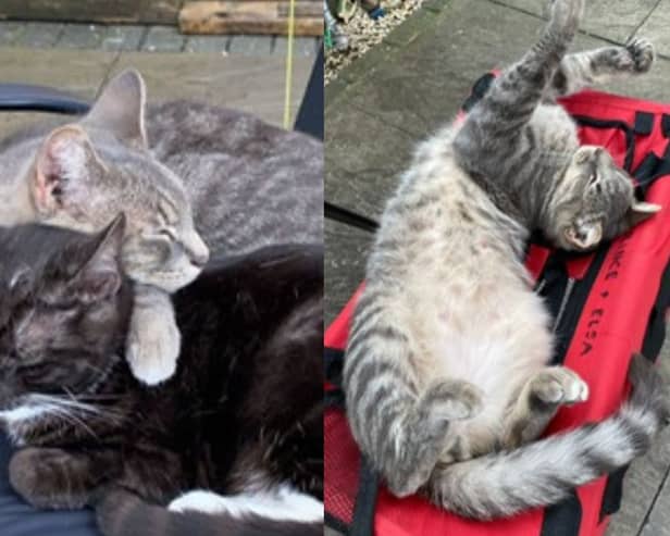 Blu, a smokey-grey coloured tabby, was found in a garden in great distress after all of his legs and his tail had been bound by tape and his ears were sellotaped down onto his fur.  

