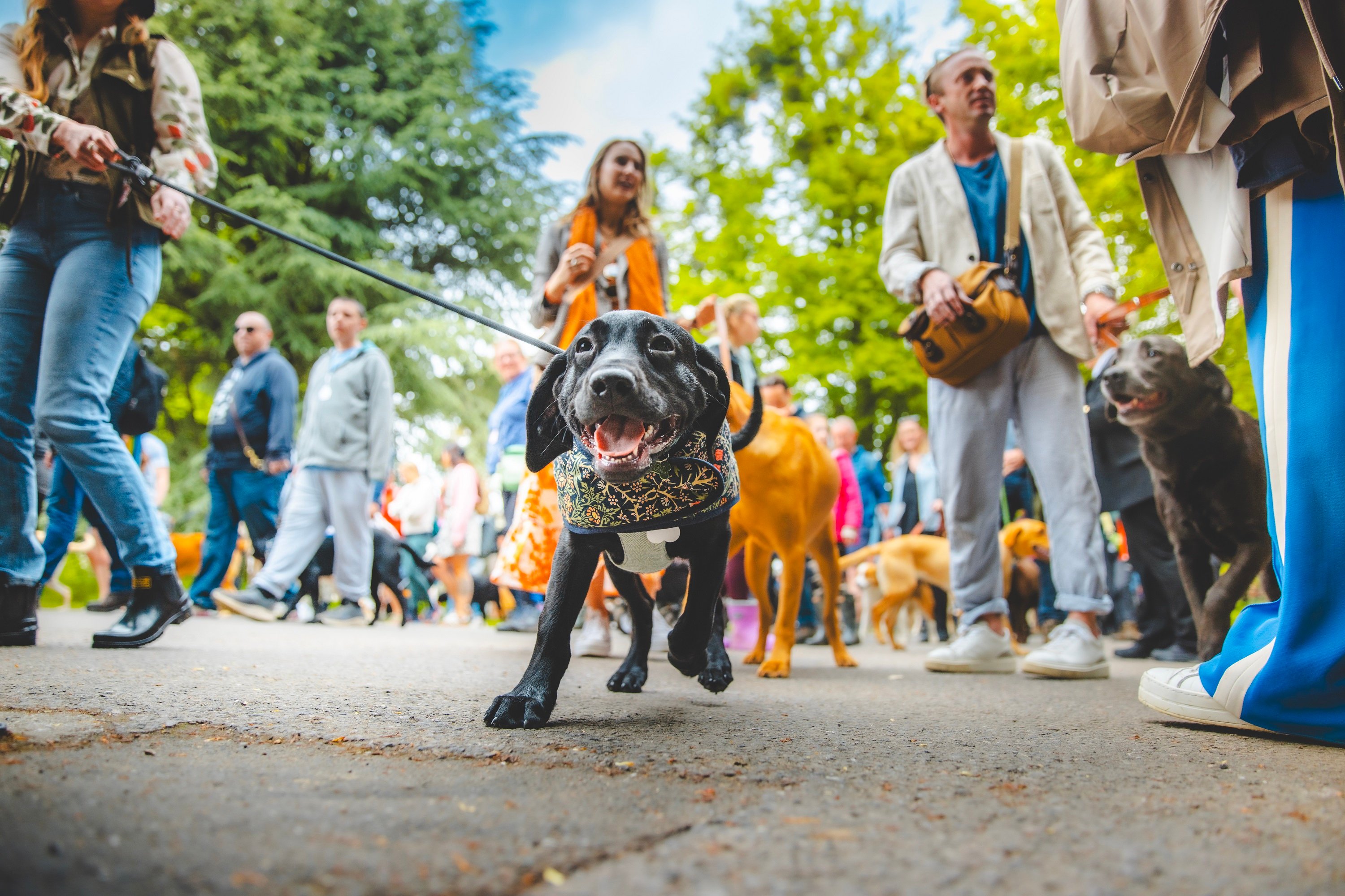 Dog-friendly event: Early bird tickets for Goodwoof weekend 17 / 18 May ...