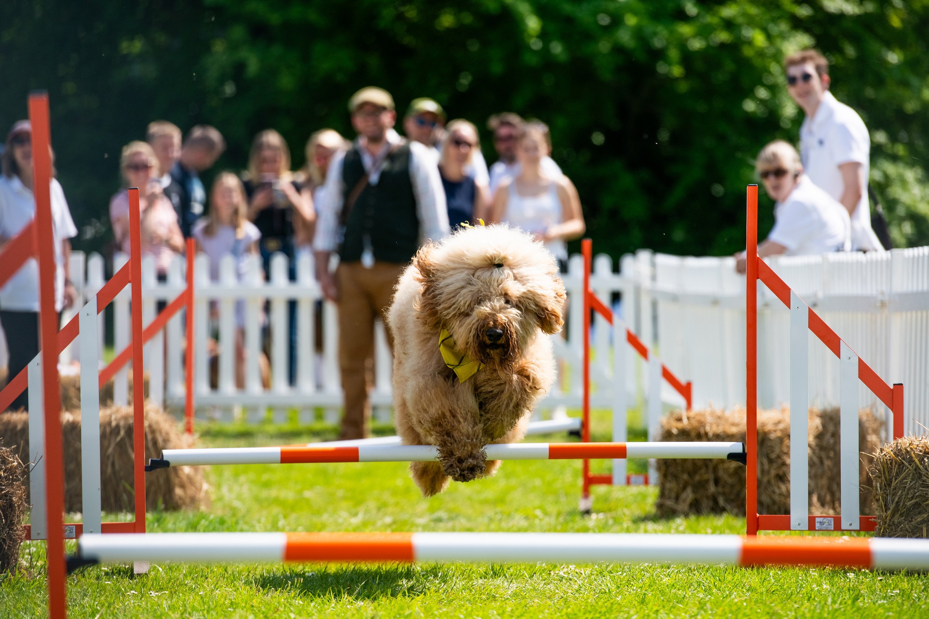 Dog-friendly event: Early bird tickets for Goodwoof weekend 17 / 18 May ...