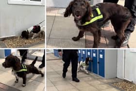 Hampshire Police's Digi Dogs