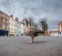A lone goose in the middle of Parliament Street, York, at midday on a Saturday as the streets are empty from the normal tourist traffic during the Covid lockdown in March 2020