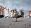 A lone goose in the middle of Parliament Street, York, at midday on a Saturday as the streets are empty from the normal tourist traffic during the Covid lockdown in March 2020