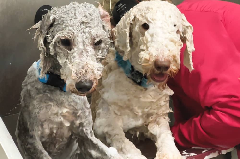 Two Bedlington Terriers being groomed at a dog spa