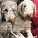 Two Bedlington Terriers being groomed at a dog spa